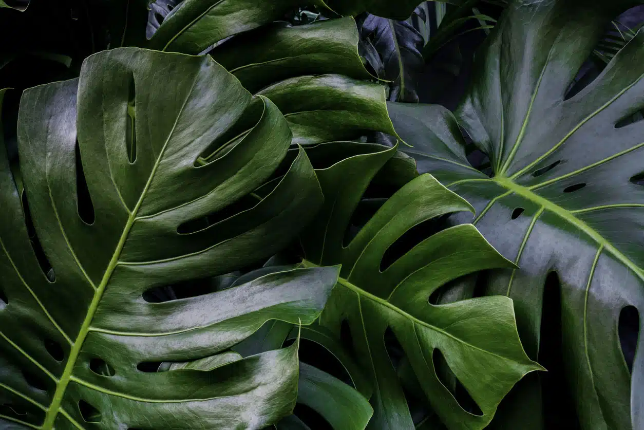 La Monstera Deliciosa, une plante aux mille et une facettes