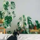 La Monstera Deliciosa, une plante aux mille et une facettes