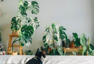La Monstera Deliciosa, une plante aux mille et une facettes