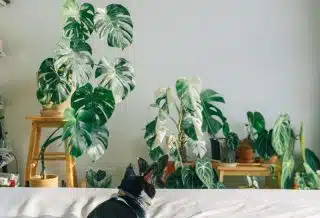La Monstera Deliciosa, une plante aux mille et une facettes