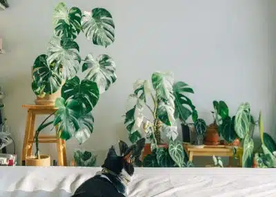 La Monstera Deliciosa, une plante aux mille et une facettes