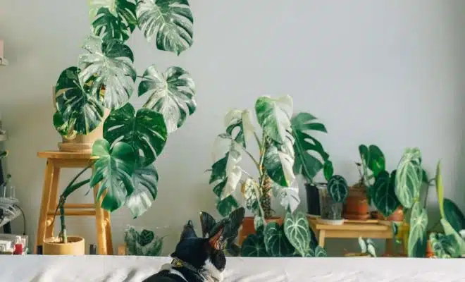 La Monstera Deliciosa, une plante aux mille et une facettes