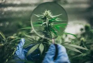 avantages de la fleur de CBD