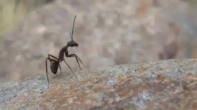 Quelle est la meilleure solution contre les insectes au Mans ?