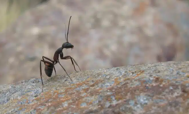 Quelle est la meilleure solution contre les insectes au Mans ?